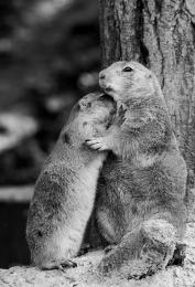 Prairie dogs Picture